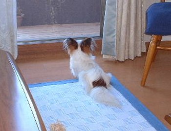 ���[���̌��p